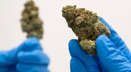 More than 80,000 people are treated with medical cannabis (Photo: Archive) / Photo: Sebastian Kahnert/dpa-Zentralbild/dpa