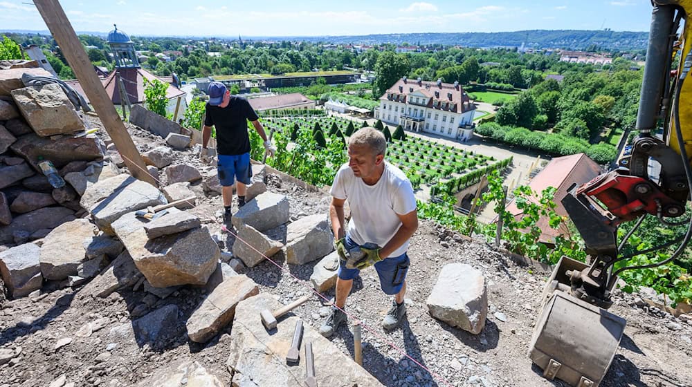 Steinmetze arbeiten an historischen Trockenmauern eines Weinbergs am Belvedere des sächsischen Staatsweinguts Schloss Wackerbarth in Radebeul. / Foto: Robert Michael/dpa