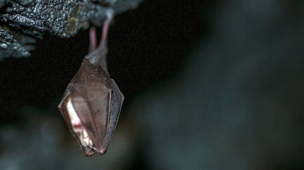 The 28th International Batnight is taking place this weekend, and Nabu is planning twilight walks in Saxony, among other things. (Symbolic image) / Photo: Pia Bayer/dpa