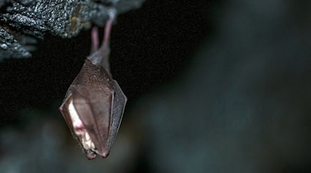 Este fin de semana se celebra la 28ª Batnoche Internacional, y Nabu planea, entre otras cosas, paseos crepusculares por Sajonia. (Imagen simbólica) / Foto: Pia Bayer/dpa