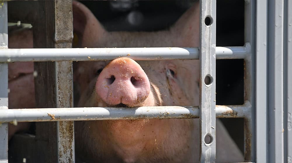 La ley aprobada por la coalición del semáforo en agosto de 2023 estipula que el etiquetado será obligatorio para los productos nacionales a partir de agosto de 2025. / Foto: Hendrik Schmidt/dpa-Zentralbild/dpa