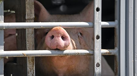 W awgusće 2023 wobzamknjeny zakoń amploweje koalicije předwidźi, zo budźe wot awgusta 2025 woznamjenjenje za nutřkokrajne wudźěłki zawjazowace. / Foto: Hendrik Schmidt/dpa-Zentralbild/dpa