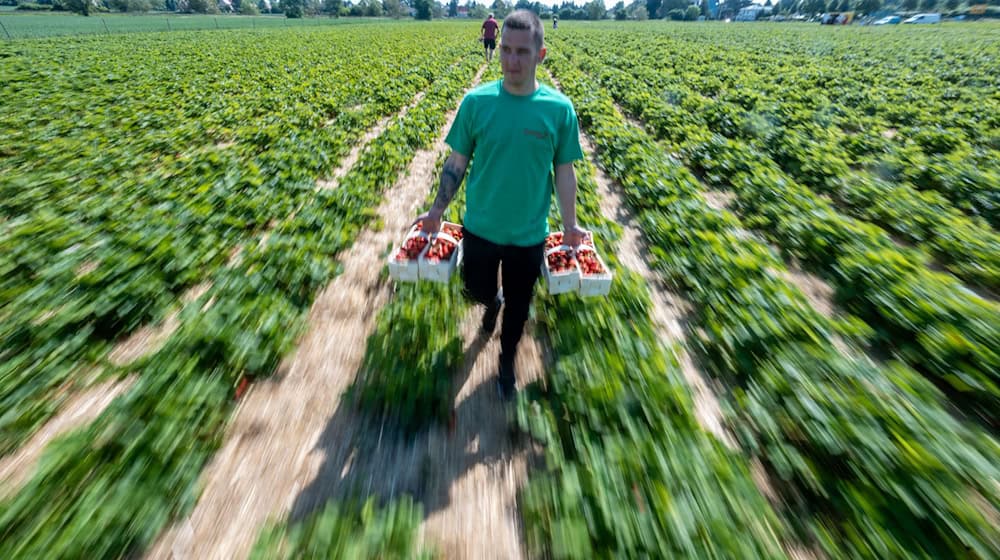 Un recolector con cestas llenas de fruta en un campo de Sajonia / Foto: Hendrik Schmidt/dpa