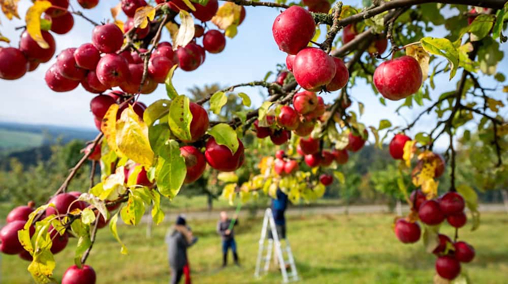 Dresden: Saxony wants to preserve its orchards in the long term and is launching a research project to do so. (Archive photo) / Photo: Kristin Schmidt/dpa-Zentralbild/dpa