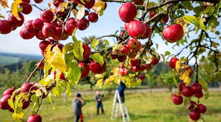 Dresden: Sachsen möchte seine Streuobstwiesen langfristig erhalten und legt dazu ein Forschungsprojekt auf. (Archivbild) / Foto: Kristin Schmidt/dpa-Zentralbild/dpa