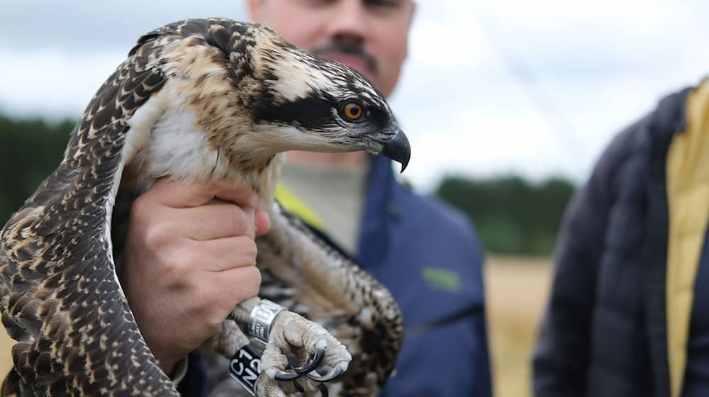 Species extinction continues, but Saxony wants to reverse the trend by 2023. (Archive image) / Photo: Sebastian Willnow/dpa