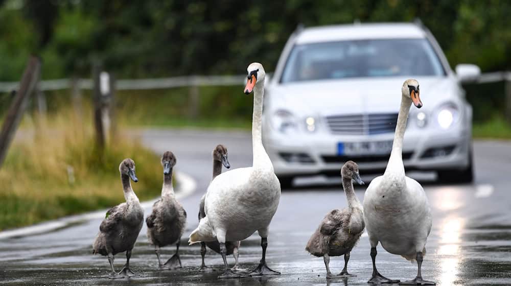 Zwei Elterntiere und ihre Jungen hatten sich jüngst am Teich bei der Knaumühle niedergelassen. (Symbolbild) / Foto: Felix Kästle/dpa