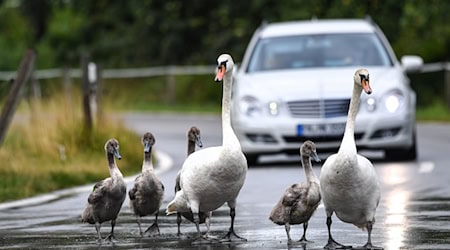 Two parent animals and their young had recently settled at the pond near the Knaumühle. (Symbolic image) / Photo: Felix Kästle/dpa