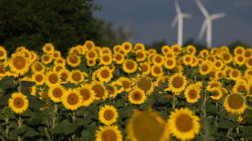 El cultivo del girasol disminuye en Sajonia / Foto: Sebastian Willnow/dpa