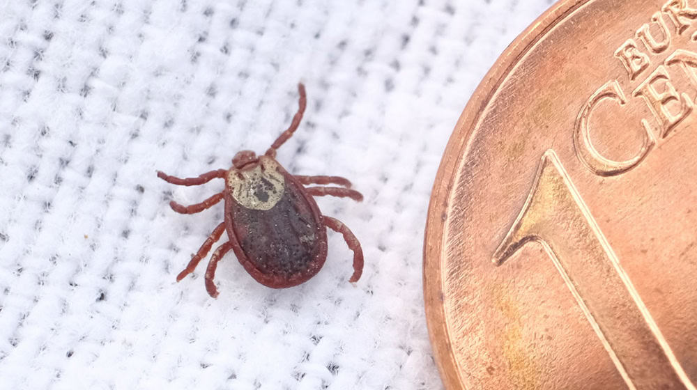 Dresden: Infections caused by tick bites have increased in Saxony. (Archive image) / Photo: Sebastian Willnow/dpa