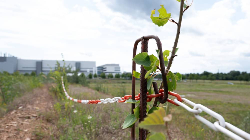 Der taiwanische Chiphersteller TSMC will ein Halbleiterwerk im Industriepark in Dresden errichten. (Archivbild) / Foto: Sebastian Kahnert/dpa