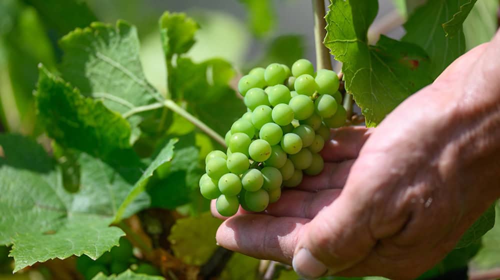 Winemaker Klaus Zimmerling shows Grauer Burgunder grapes from the second budding on a vine in his vineyard in Dresden-Pillnitz / Photo: Robert Michael/dpa