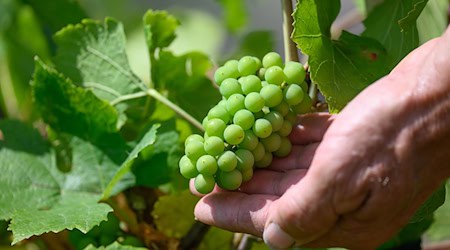 Winemaker Klaus Zimmerling shows Grauer Burgunder grapes from the second budding on a vine in his vineyard in Dresden-Pillnitz / Photo: Robert Michael/dpa