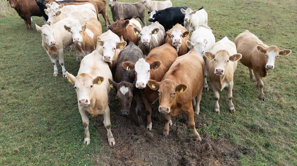 Cows have escaped between Göhra and Lenz. (Symbolic image) / Photo: Boris Roessler/dpa