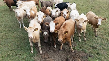 Zwischen Göhra und Lenz sind Kühe ausgebrochen. (Symbolbild) / Foto: Boris Roessler/dpa