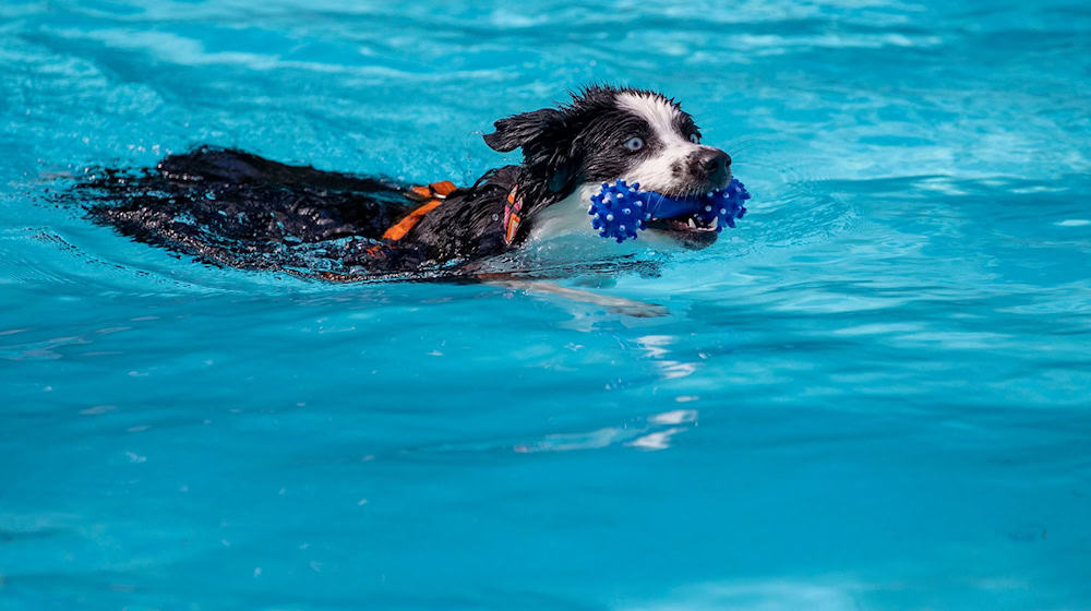 Die Freibäder öffnen ein letztes Mal für Hunde. (Archivbild) / Foto: Christoph Reichwein/dpa