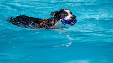 The outdoor pools open one last time for dogs. (Archive photo) / Photo: Christoph Reichwein/dpa