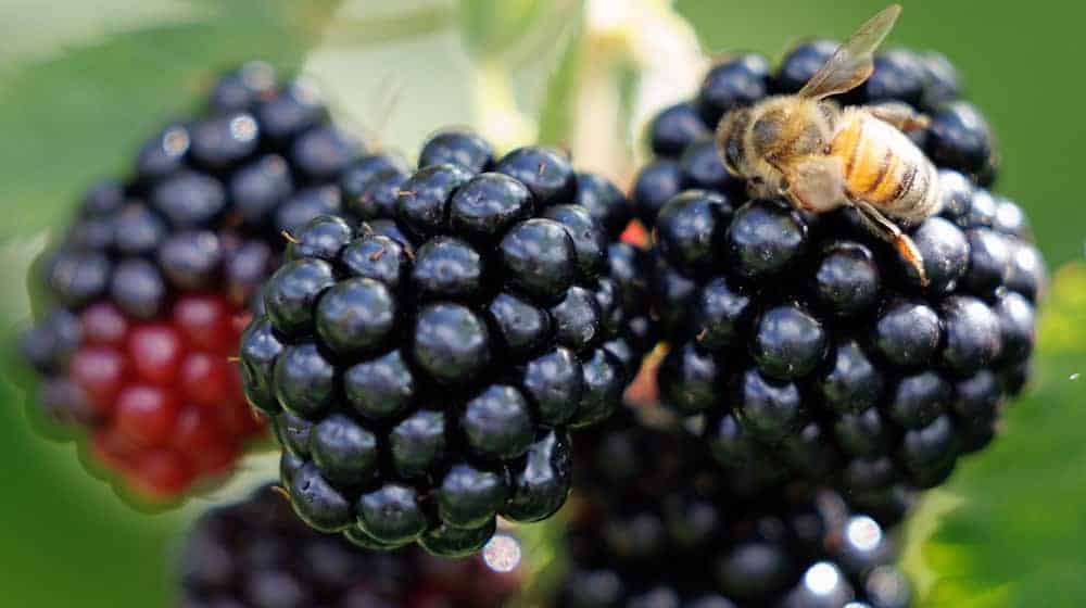 Black, red, purple: The blackberry shows the party colors of CDU, SPD and BSW in different degrees of ripeness (archive picture).  / Photo: Friso Gentsch/dpa