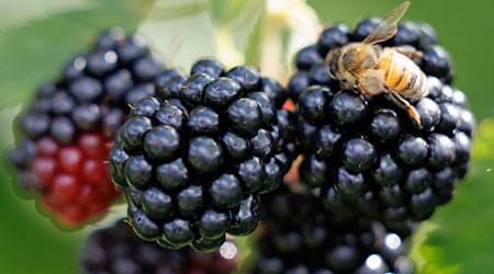 Black, red, purple: The blackberry shows the party colors of CDU, SPD and BSW in different degrees of ripeness (archive picture).  / Photo: Friso Gentsch/dpa