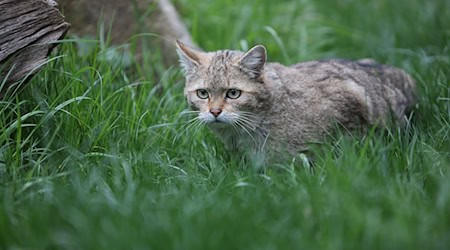 The Saxon Association for the Environment and Nature Conservation takes stock of its successful wildcat project (archive photo). / Photo: Matthias Bein/dpa