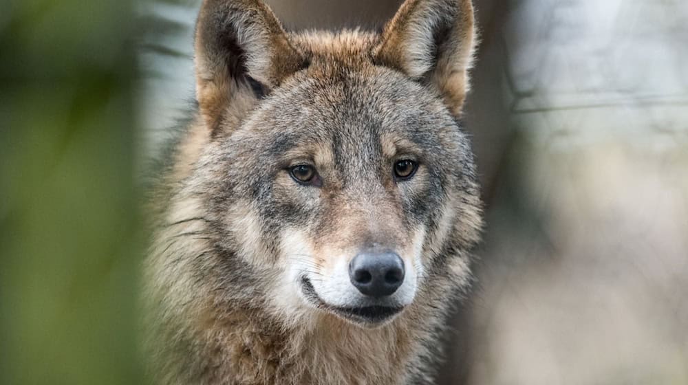 Grüne und CDU in Sachsen interpretieren eine EU-Entscheidung zum Schutzstatus für den Wolf unterschiedlich. (Archivbild) / Foto: Bernd Thissen/dpa