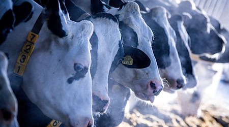 Saxony honors two farms for animal-friendly husbandry (symbolic image). / Photo: Jens Büttner/dpa