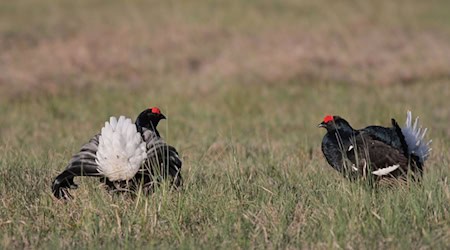  Urogallo negro en la zona de apareamiento / Foto: Torsten Kirchner/Wildland-Stiftung Bayern/dpa