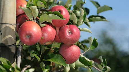 Se espera una mala cosecha de manzanas en Sajonia: no habrá ceremonia de apertura de la temporada / Foto: Sebastian Willnow/dpa