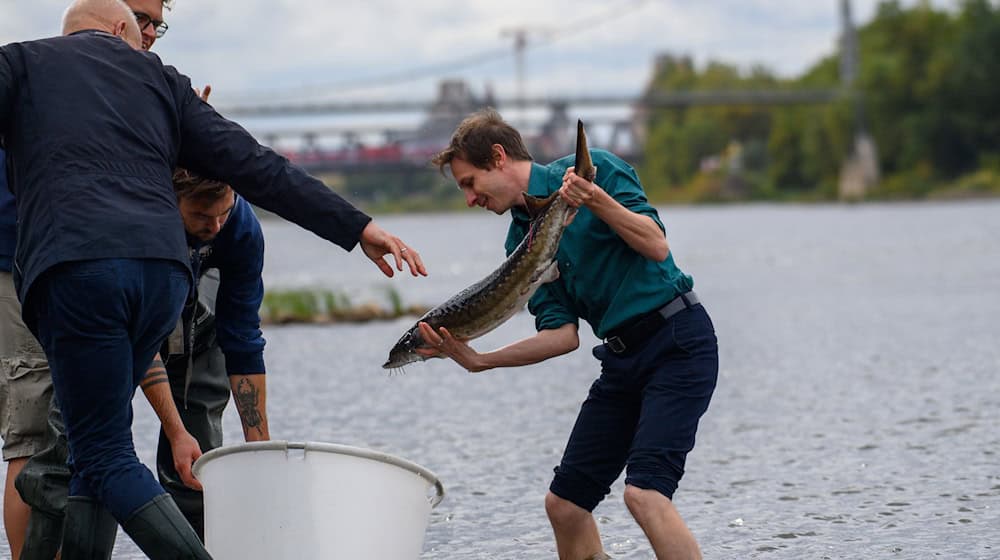 For the first time in almost ten years, young sturgeons are being released into the Elbe / Photo: Klaus-Dietmar Gabbert/dpa