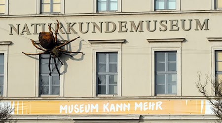 Construction of the new Natural History Museum has begun. (Photo: Illustration) / Photo: Sebastian Willnow/dpa-Zentralbild/dpa