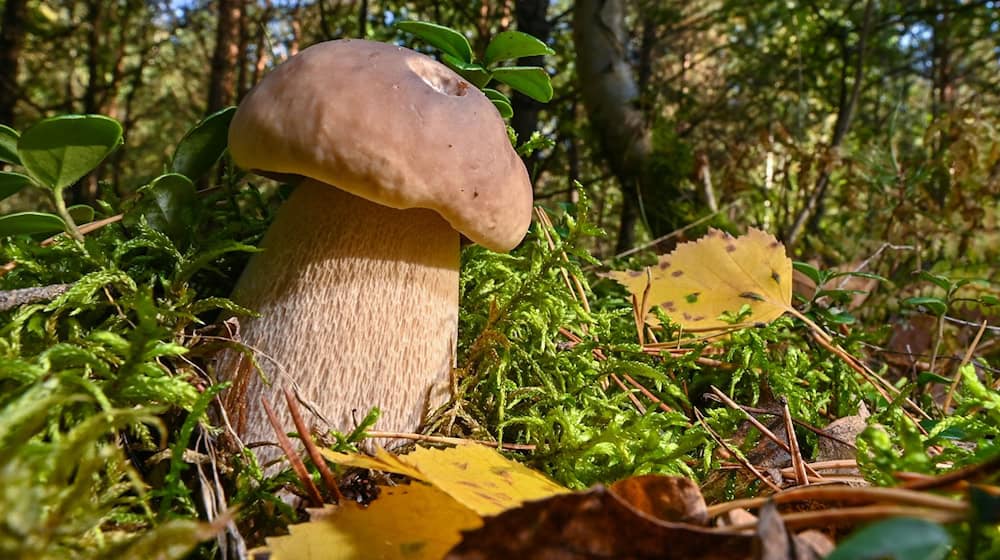 Despite the wet weather, the mushroom season has not really started yet. (Archive photo) / Photo: Patrick Pleul/dpa