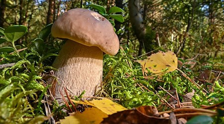 Despite the wet weather, the mushroom season has not really started yet. (Archive photo) / Photo: Patrick Pleul/dpa