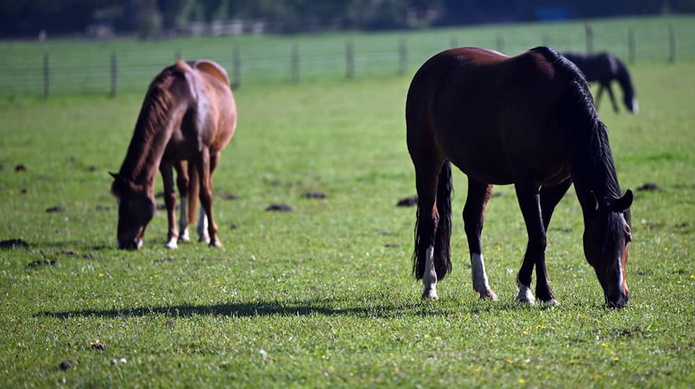 The district of Leipzig calls on horse owners to vaccinate against the West Nile virus. (Photo: Archive) / Photo: Federico Gambarini/dpa