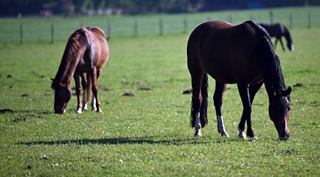 Der Landkreis Leipzig ruft Pferdehalter zum Impfen gegen das West-Nil-Virus auf. (Foto: Archiv) / Foto: Federico Gambarini/dpa