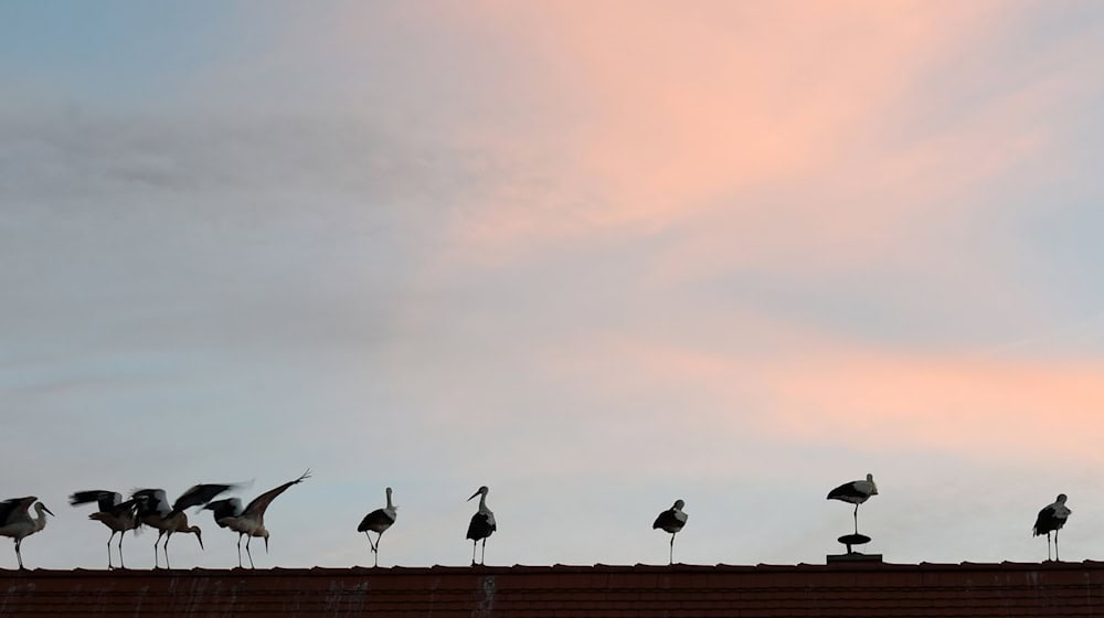 2024 war laut Vogelkundlern ein gutes Storchen-Jahr. (Archivbild) / Foto: Waltraud Grubitzsch/dpa