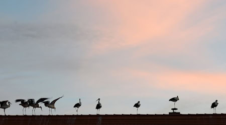 2024 war laut Vogelkundlern ein gutes Storchen-Jahr. (Archivbild) / Foto: Waltraud Grubitzsch/dpa