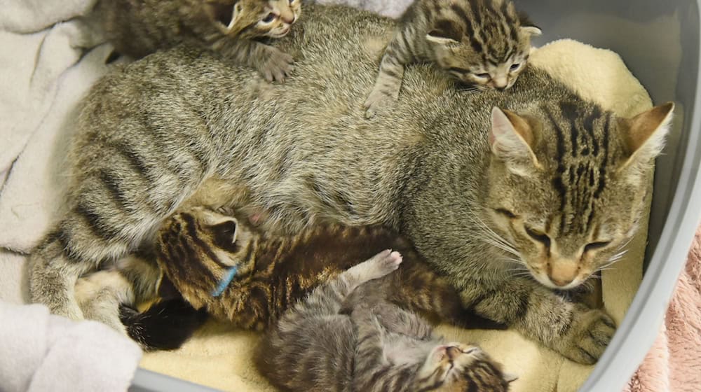 Im Tierheim Delitzsch liegt Katzenmutter Bambi mit ihren 14 Tage alten Kitten in einer gepolsterten Schüssel. / Foto: Waltraud Grubitzsch/dpa