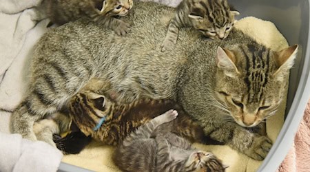 W zwěrjatowni Delitzsch leži koča mać Bambi ze swojimi 14 dnjemi starymi kitami w wupolstrowanej škli. / Foto: Waltraud Grubitzsch/dpa