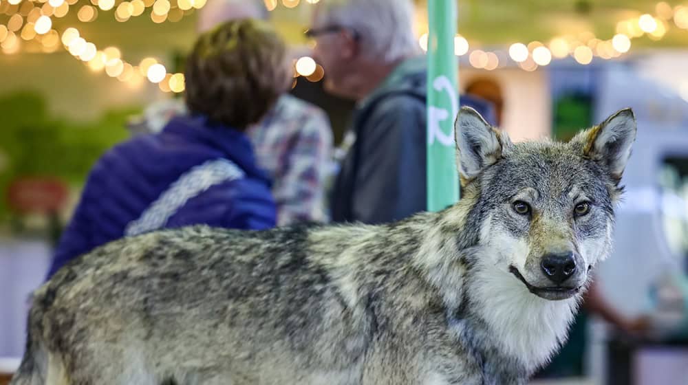 Las autoridades del este de Sajonia han autorizado el abatimiento de un lobo después de que matara a un gran número de animales de granja (imagen simbólica). / Foto: Jan Woitas/dpa