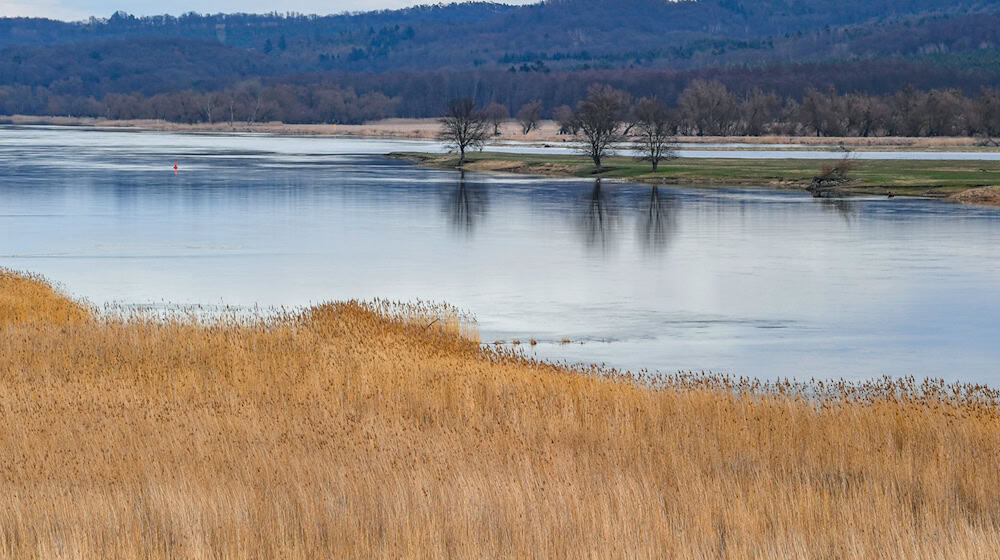 River meadows are an important habitat for plants and animals and are now to be revitalized on the Elbe in Saxony (photo illustration) / Photo: Patrick Pleul/dpa-Zentralbild/ZB