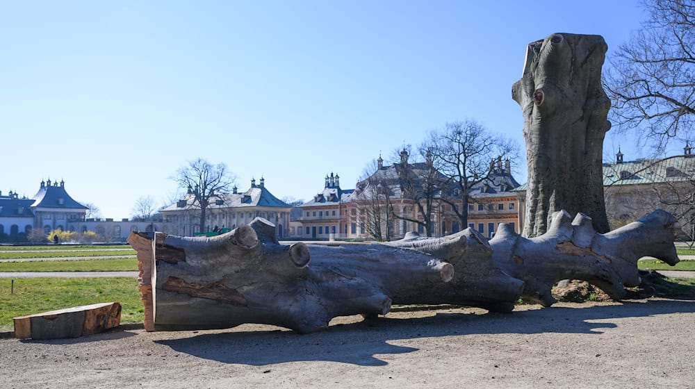 Mrěće štomow w Drježdźanach jako sćěh klimoweje změny dźe dale - dalše 150 štomow dyrbja so pušćeć. (Archivbild) / Foto: Robert Michael/dpa-Zentralbild/dpa