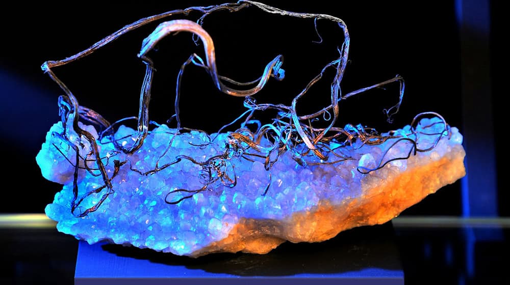 Diese sogenannte Silberlocke aus dem Freiberger Revier gehört zu den Kostbarkeiten der Mineralogischen Sammlung der TU Bergakademie Freiberg. / Foto: picture alliance / ZB