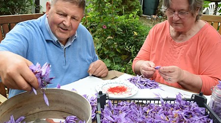 Horticultural expert Harald Alex and his wife harvesting saffron. (Archive photo) / Photo: Waltraud Grubitzsch/dpa