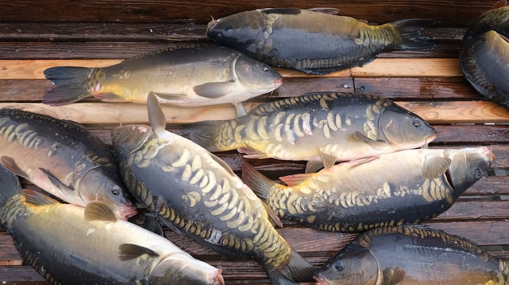 Pond farmers expect an average carp harvest in Saxony (archive photo). / Photo: Sebastian Willnow/dpa