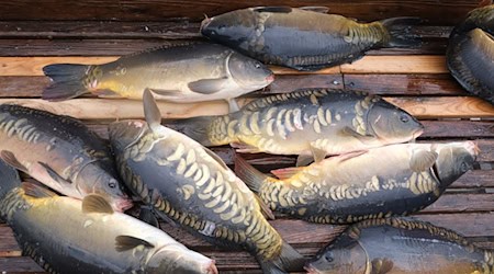 Pond farmers expect an average carp harvest in Saxony (archive photo). / Photo: Sebastian Willnow/dpa