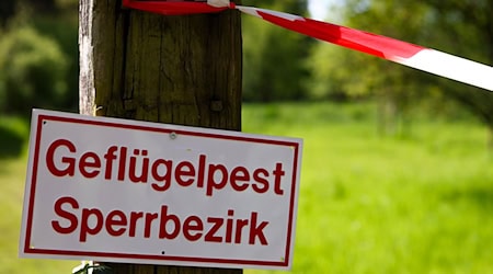 The compulsory stabling of poultry following an outbreak of bird flu in parts of the Vogtland is lifted again. (Archive image) / Photo: Christoph Reichwein/dpa