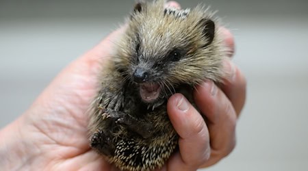 Various problems are causing the hedgehogs problems.  / Photo: Robert Michael/dpa