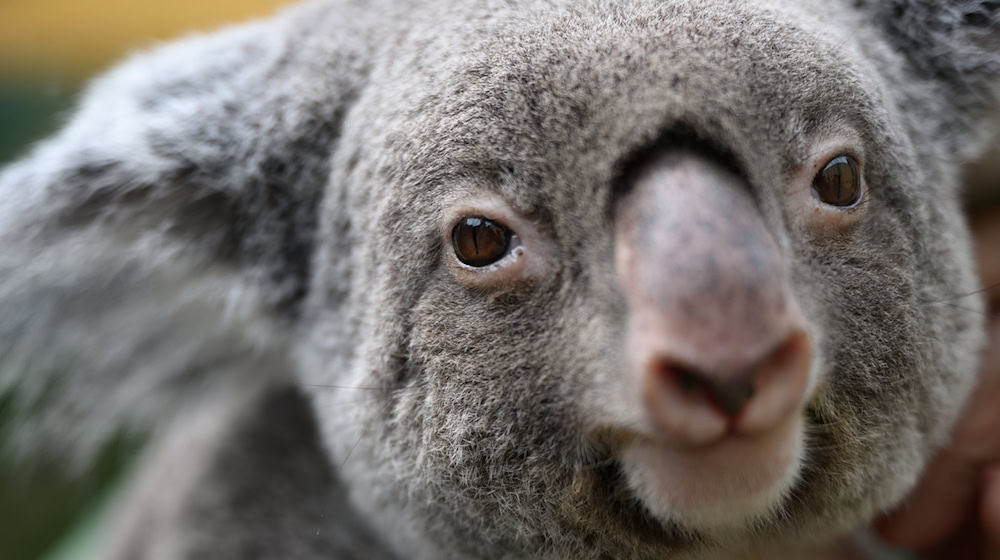 Female koala Sydney from Dresden Zoo has died after emergency surgery. (Archive picture) / Photo: Robert Michael/dpa