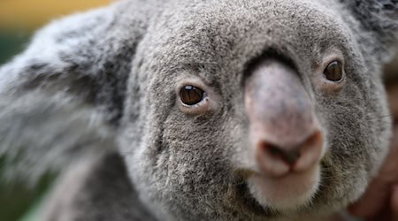 Female koala Sydney from Dresden Zoo has died after emergency surgery. (Archive picture) / Photo: Robert Michael/dpa