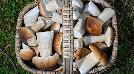 Mushroom pickers are also making rich pickings in Saxony's forests at the moment (archive photo) / Photo: Patrick Pleul/dpa